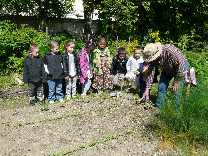 Regardez, les radis commencent  lever